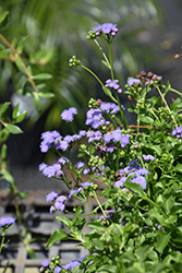 Seaside Ageratum (Ageratum maritimum) at Lakeshore Garden Centres