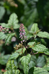 Bloodberry (Rivina humilis) at Lakeshore Garden Centres
