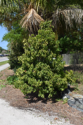 Jamaican Caper (Quadrella jamaicensis) at Lakeshore Garden Centres