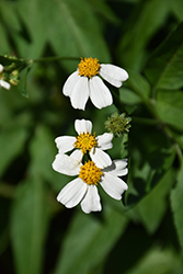 White Bidens (Bidens alba) at Lakeshore Garden Centres