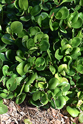 Baby Rubber Plant (Peperomia obtusifolia) at Lakeshore Garden Centres