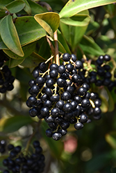 Marlberry (Ardisia squamulosa) at Lakeshore Garden Centres