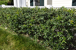 Fineline Holly (Ilex cornuta 'Fineline') at Lakeshore Garden Centres