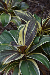 Miss Andrea Hawaiian Ti Plant (Cordyline fruticosa 'Miss Andrea') at Lakeshore Garden Centres