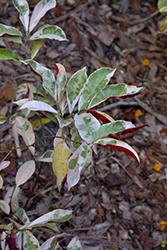 Firestorm Chinese Croton (Excoecaria cochinchinensis 'Firestorm') at Lakeshore Garden Centres