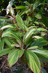 Morning Sunshine Hawaiian Ti Plant (Cordyline fruticosa 'Morning Sunshine') at Lakeshore Garden Centres