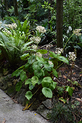 Lily Pad Begonia (Begonia nelumbiifolia) at Lakeshore Garden Centres