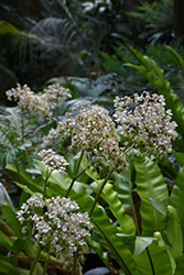 Lily Pad Begonia (Begonia nelumbiifolia) at Lakeshore Garden Centres