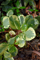 Golden Gate Baby Rubber Plant (Peperomia obtusifolia 'Golden Gate') at Lakeshore Garden Centres