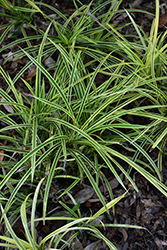 Variegated Dwarf Pandanus (Pandanus pygmaeus 'Variegatus') at Lakeshore Garden Centres