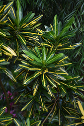 Sunny Star Variegated Croton (Codiaeum variegatum 'Sunny Star') at Lakeshore Garden Centres
