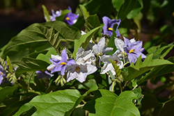 Potato Tree (Solanum wrightii) at Lakeshore Garden Centres