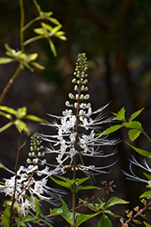 Java Tea (Orthosiphon aristatus) at Lakeshore Garden Centres