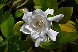 Fortuniana Gardenia (Gardenia jasminoides 'Fortuniana') at Lakeshore Garden Centres