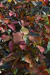 Miltoniana Copperleaf (Acalypha wilkesiana 'Miltoniana') at Lakeshore Garden Centres
