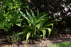 Variegated Giant Crinum Lily (Crinum asiaticum 'Variegatum') at Lakeshore Garden Centres