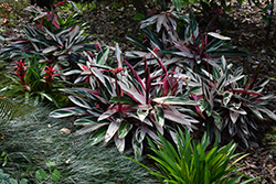 Tricolor Stromanthe (Stromanthe sanguinea 'Tricolor') at Lakeshore Garden Centres