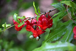 Mickey Mouse Plant (Ochna serrulata) at Lakeshore Garden Centres
