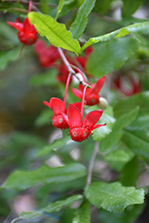 Mickey Mouse Plant (Ochna serrulata) at Lakeshore Garden Centres