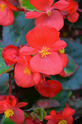 Bada Bing Scarlet Begonia (Begonia 'Bada Bing Scarlet') at Lakeshore Garden Centres