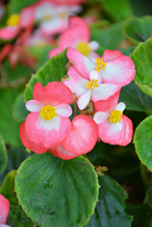 Bada Bing Rose Bicolor Begonia (Begonia 'Bada Bing Rose Bicolor') at Lakeshore Garden Centres