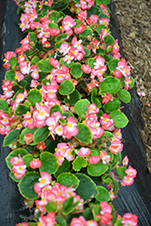 Bada Bing Rose Bicolor Begonia (Begonia 'Bada Bing Rose Bicolor') at Lakeshore Garden Centres
