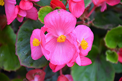 Bada Bing Rose Begonia (Begonia 'Bada Bing Rose') at Lakeshore Garden Centres
