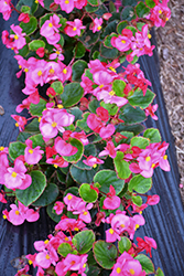 Bada Bing Rose Begonia (Begonia 'Bada Bing Rose') at Lakeshore Garden Centres