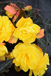 I'Conia Portofino Yellow Begonia (Begonia 'I'Conia Portofino Yellow') at Lakeshore Garden Centres