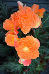 I'Conia Portofino Sunrise Begonia (Begonia 'I'Conia Portofino Sunrise') at Lakeshore Garden Centres