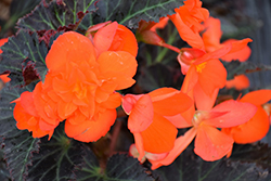 I'Conia Portofino Orange Begonia (Begonia 'I'Conia Portofino Orange') at Lakeshore Garden Centres