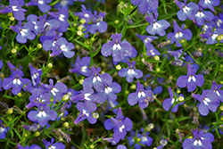 Bella Azure Lobelia (Lobelia erinus 'Bella Azure') at Lakeshore Garden Centres