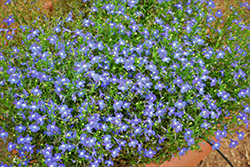 Bella Azure Lobelia (Lobelia erinus 'Bella Azure') at Lakeshore Garden Centres
