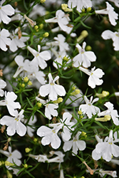 Bella Bianca Lobelia (Lobelia erinus 'Bella Bianca') at Lakeshore Garden Centres