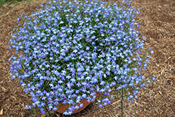 Bella Cielo Lobelia (Lobelia erinus 'Bella Cielo') at Lakeshore Garden Centres
