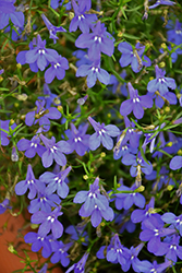 Bella Oceano Lobelia (Lobelia erinus 'Bella Oceano') at Lakeshore Garden Centres