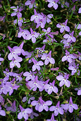 Bella Rosa Lobelia (Lobelia erinus 'Bella Rosa') at Lakeshore Garden Centres