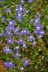 Lobelix Blue Lobelia (Lobelia 'Lobelix Blue') at Lakeshore Garden Centres