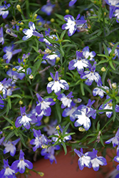Lobelix Blue White Eye Lobelia (Lobelia 'Lobelix Blue White Eye') at Lakeshore Garden Centres