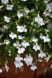 Lobelix White Lobelia (Lobelia 'Lobelix White') at Lakeshore Garden Centres