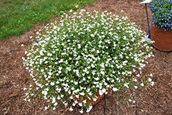 Lobelix White Lobelia (Lobelia 'Lobelix White') at Lakeshore Garden Centres