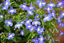 Techno Upright Blue Lobelia (Lobelia erinus 'Techno Upright Blue') at Lakeshore Garden Centres