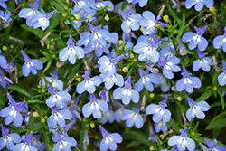 Techno Upright Light Blue Lobelia (Lobelia erinus 'Techno Upright Light Blue') at Lakeshore Garden Centres