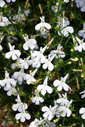 Techno Heat White Lobelia (Lobelia erinus 'Techno Heat White') at Lakeshore Garden Centres