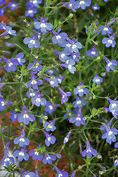 Hot Azur Lobelia (Lobelia 'Wesloaz') at Lakeshore Garden Centres