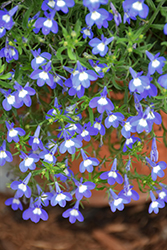 Hot Bavaria Lobelia (Lobelia 'Hot Bavaria') at Lakeshore Garden Centres