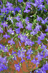 Hot Blue Lobelia (Lobelia 'Wesloblue') at Lakeshore Garden Centres