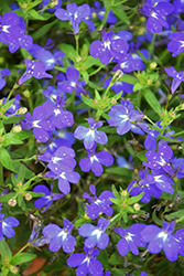 Hot Brilliant Blue Lobelia (Lobelia 'Hot Brilliant Blue') at Lakeshore Garden Centres