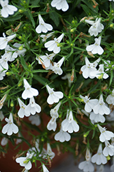 Hot Igloo Lobelia (Lobelia 'Wesloig') at Lakeshore Garden Centres