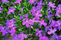 Hot Purple Lobelia (Lobelia 'Weslopur') at Lakeshore Garden Centres